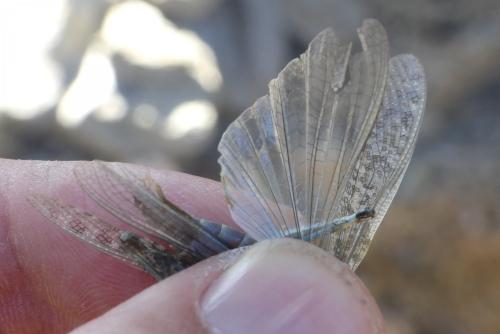 Réf. 266 965 : Sphingonotus rubescens rubescens